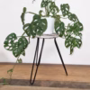Support pour Plante Forme Poisson en Bois Albésia - Blanchi à la Chaux – Image 3