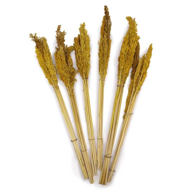 Cantal-Grass-Bunch-Amber