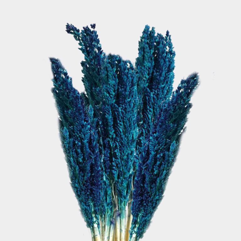 Cantal-Grass-Bunch-Blue