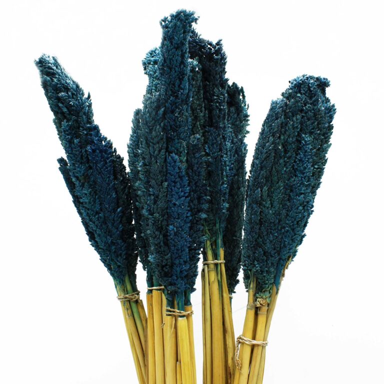 Cantal-Grass-Bunch-Blue