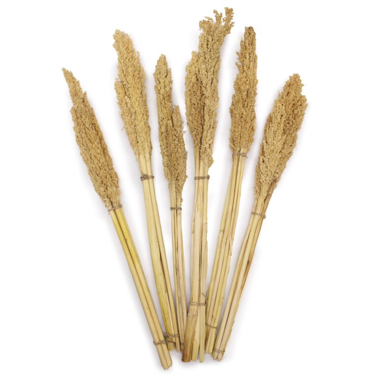 Cantal-Grass-Bunch-Natural