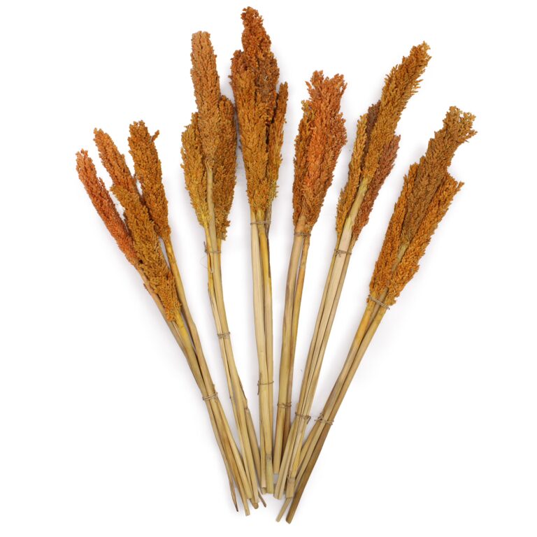 Cantal-Grass-Bunch-Orange