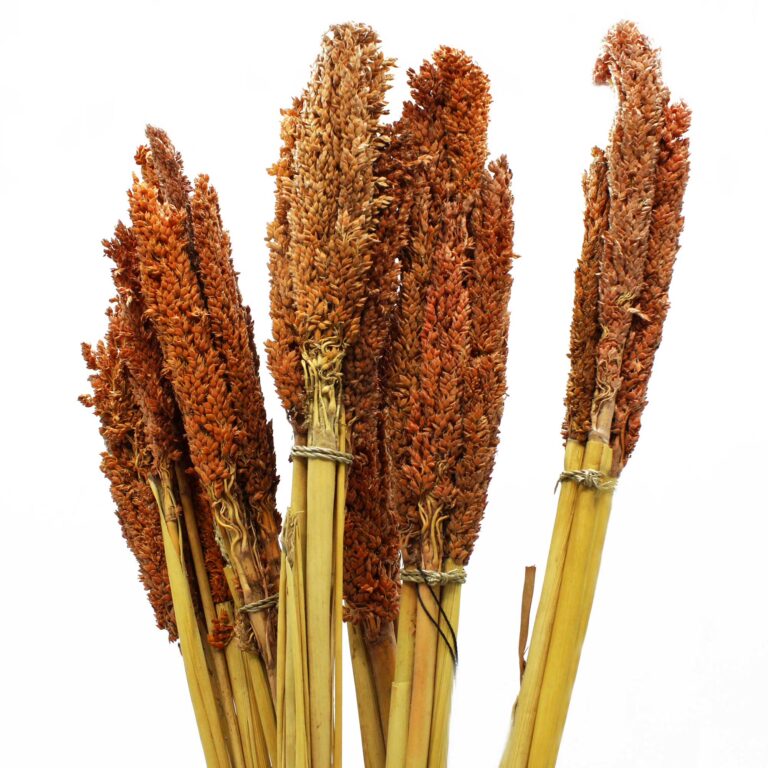 Cantal-Grass-Bunch-Rust