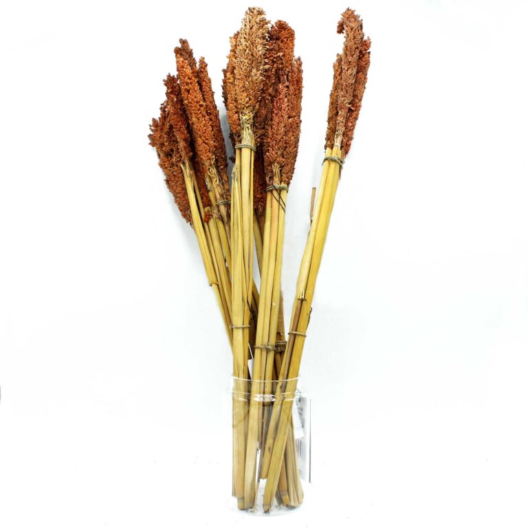 Cantal-Grass-Bunch-Rust