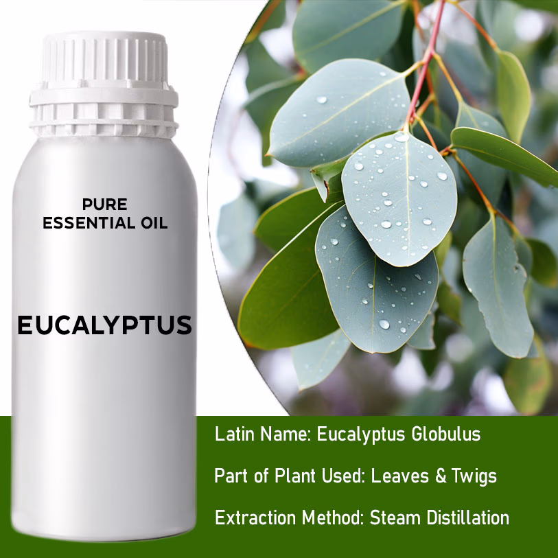 Eucalyptus Pure Essential Oil 500ml