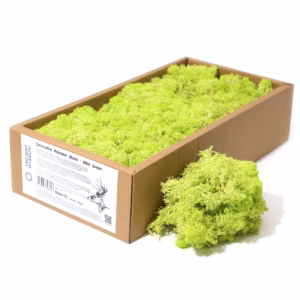 Mousse de Renne Décor Qualité - Vert Menthe - Boîte 635g