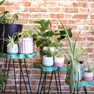 Sett med 3 Gamell Wood Plant Stands - Greenwash