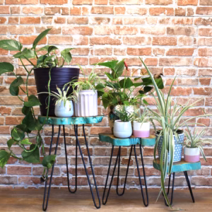 Sett med 3 Gamell Wood Plant Stands - Greenwash