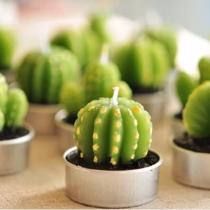 Lot de 6 Bougies Cactus Agave