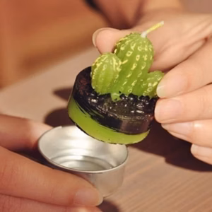 Lot de 6 Bougies Cactus Agave