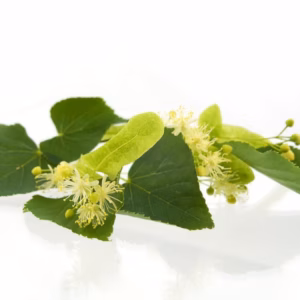 Tea Tree - Grøn - Eo Sæbebar 100g Ca.