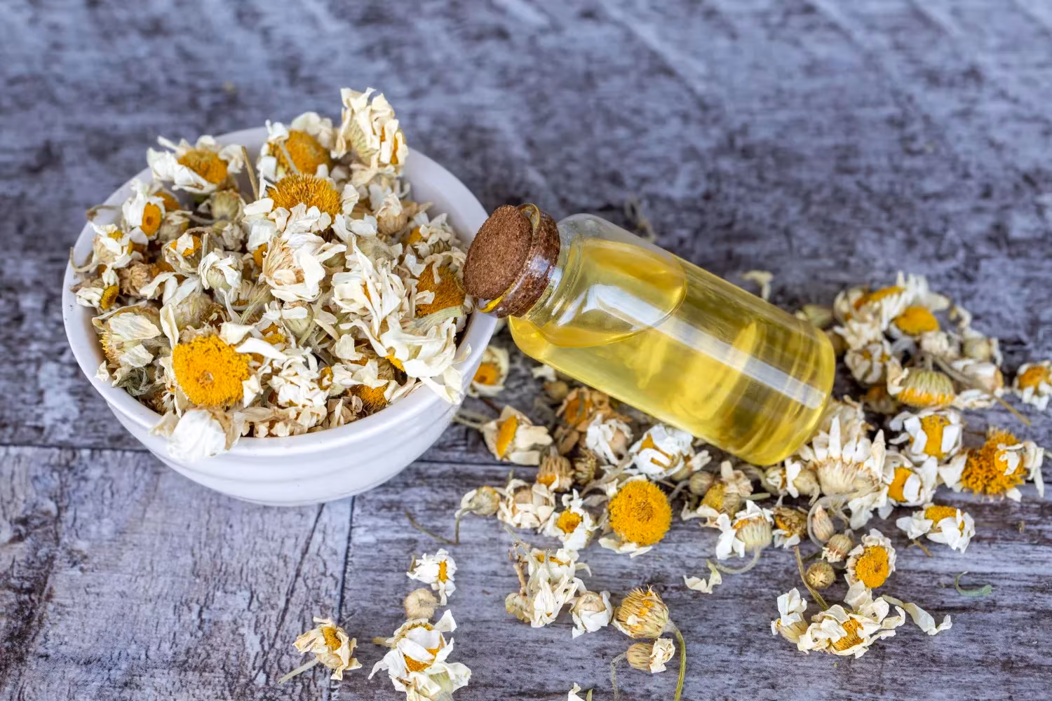 Chamomile Roman