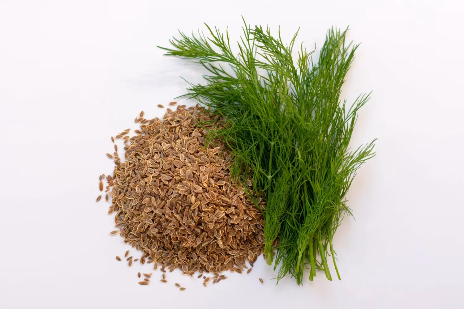 Dill Seed
