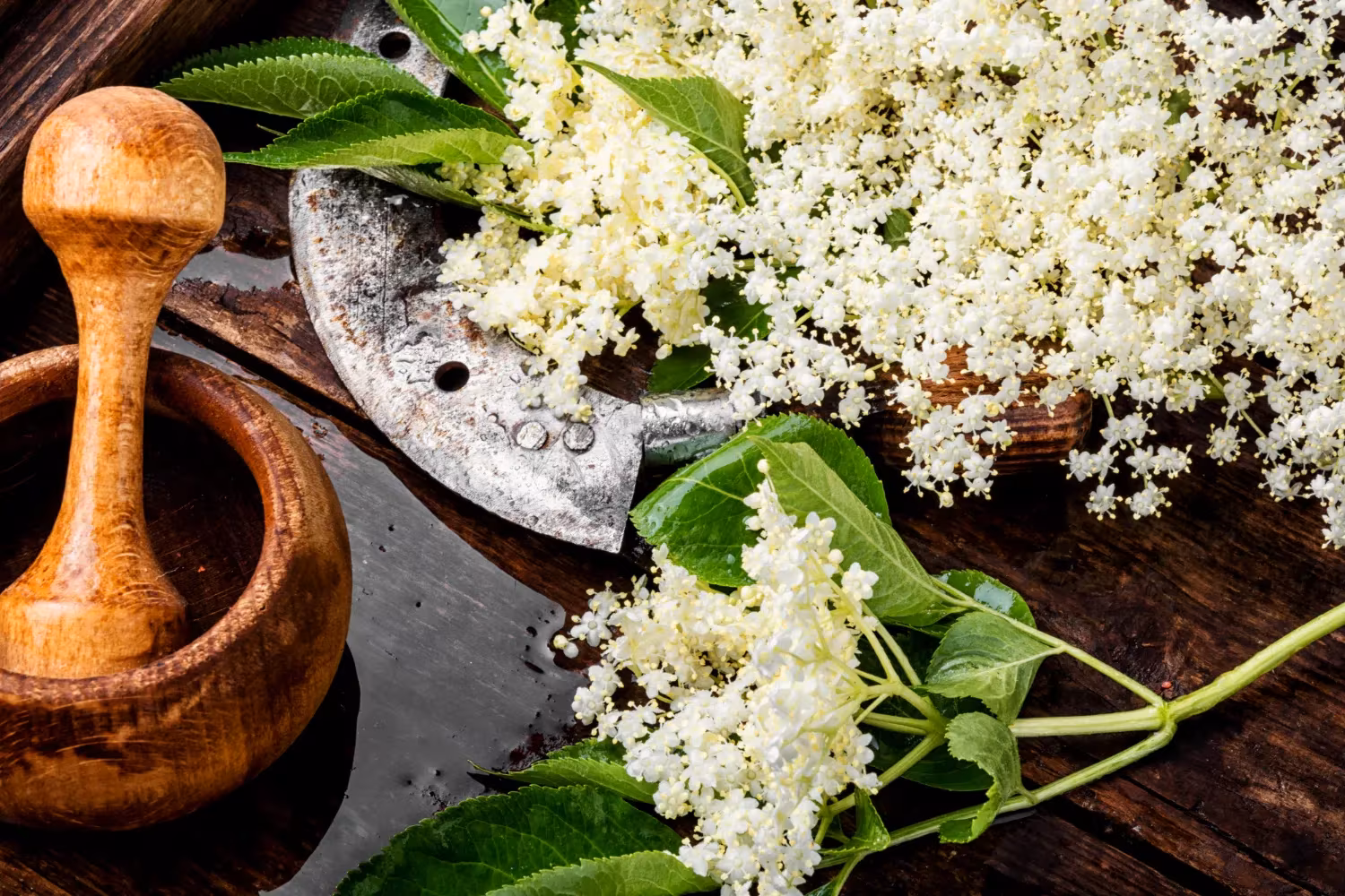 Elderflower
