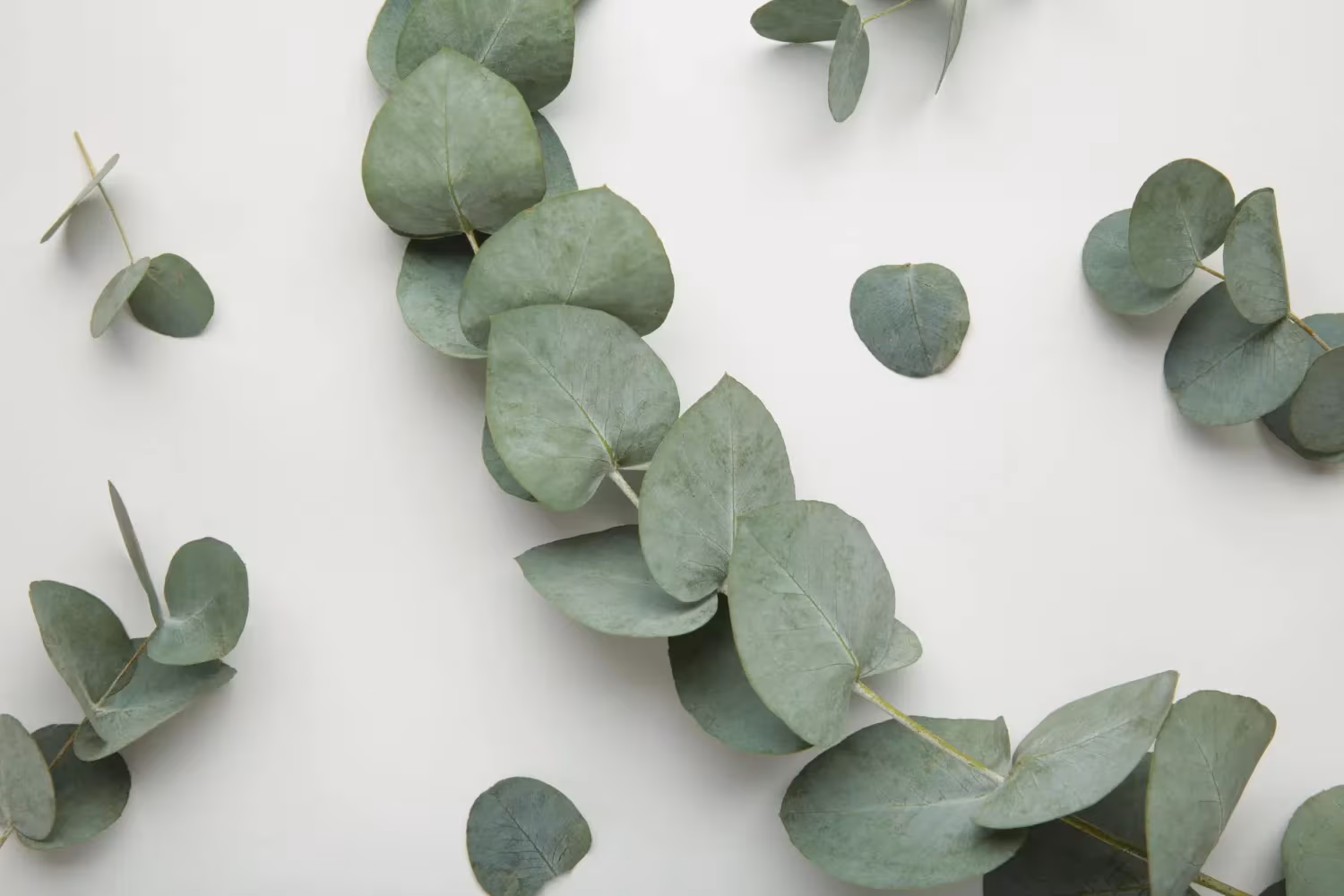 Eucalyptus