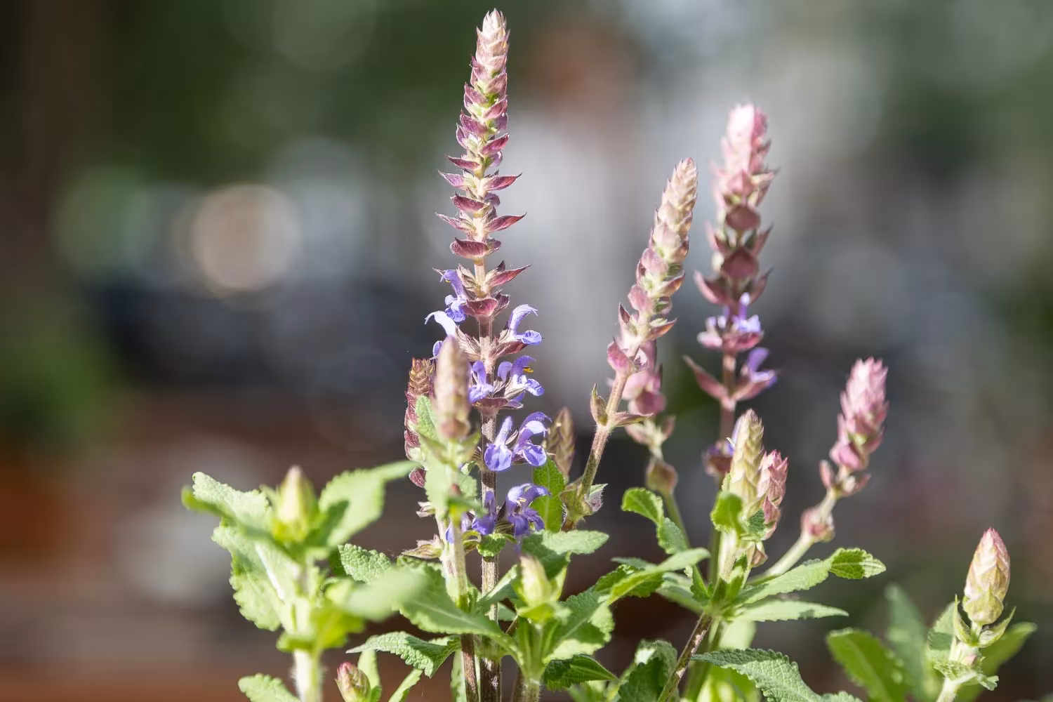 Lavender