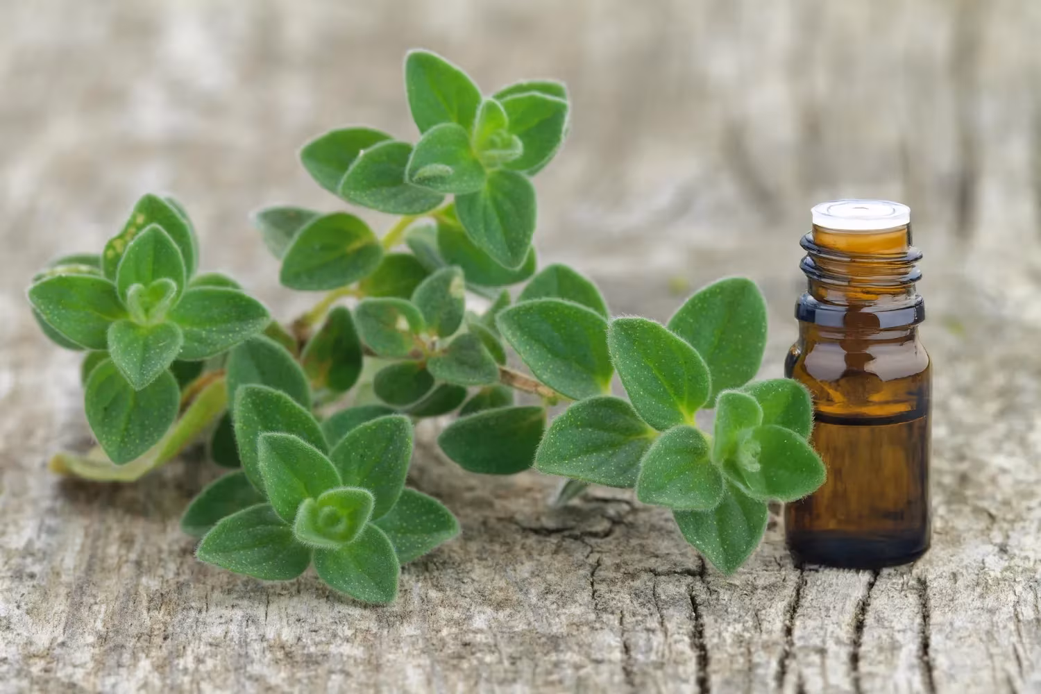 Oregano