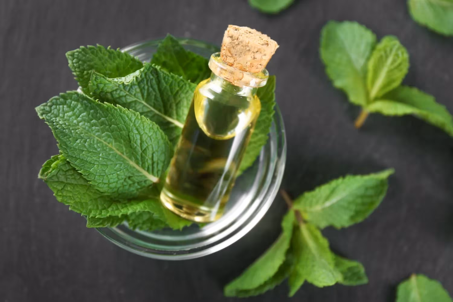 Spearmint